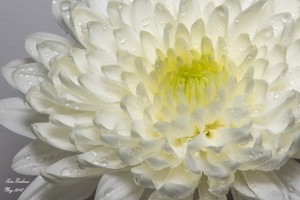  White mum flower with water droplets